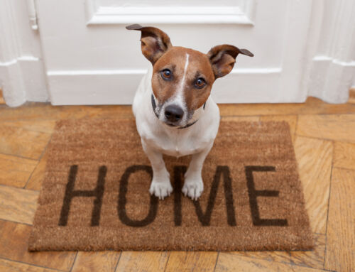 How to Maintain a Pet-Friendly Home in St. Louis with Professional Cleaning